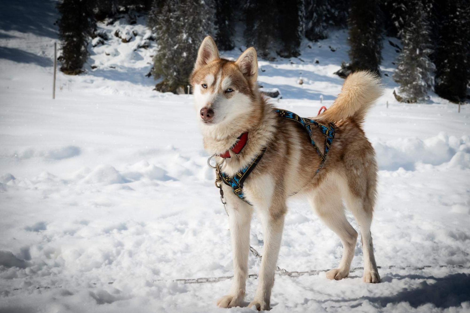 Huettenhotel Husky Lodge Muotathal Luaran gambar